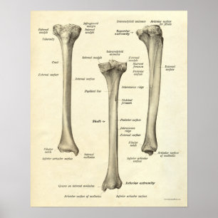 Affiche Anatomie vintage Tibia