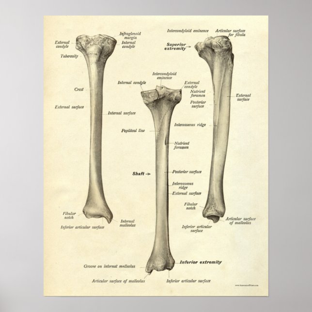 Affiche Anatomie vintage Tibia (Devant)
