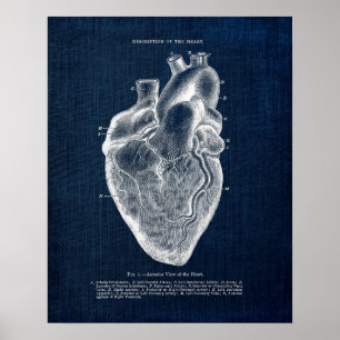Affiche Anatomy Art no. 1 Anterior View of Human Heart