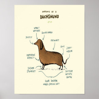 Affiche Anatomy | Dog lovers