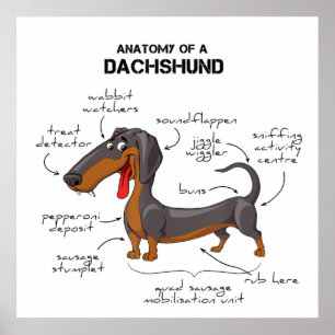 Affiche Anatomy Of A Dachshund - Funny Dog