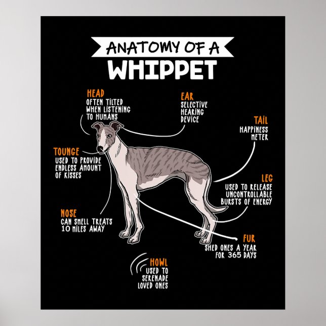 Affiche anatomy of a whippet dog funny dog log (Devant)
