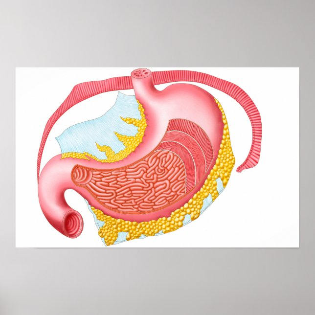 Affiche Anatomy Of The Human Stomach (Devant)