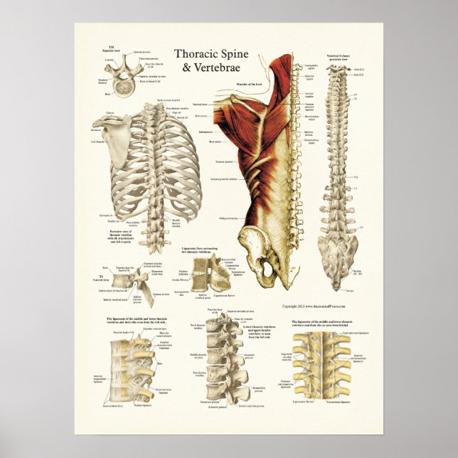 Affiche Anatomy of the Thoracic Spine and Vertebrae (Devant)