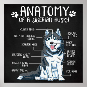 Affiche Anatomy Siberian Husky