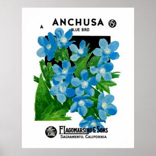 Affiche Anchusa