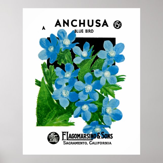 Affiche Anchusa (Devant)