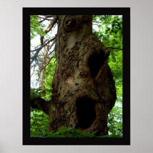 Affiche Ancien arbre