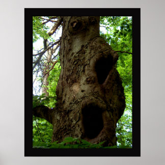 Affiche Ancien arbre
