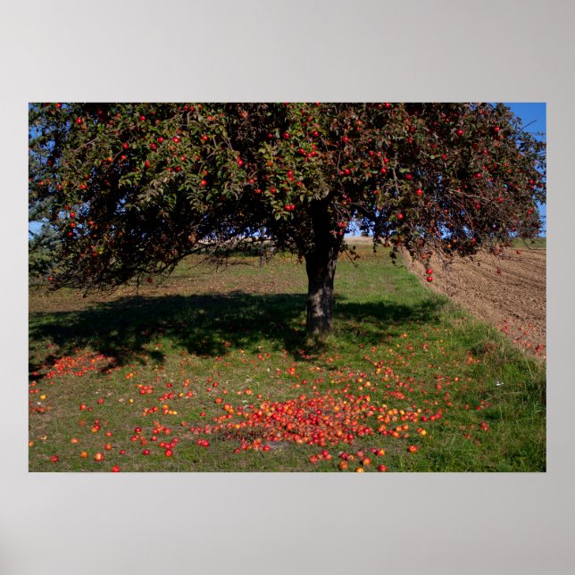 Affiche Ancien arbre à pomme (Devant)
