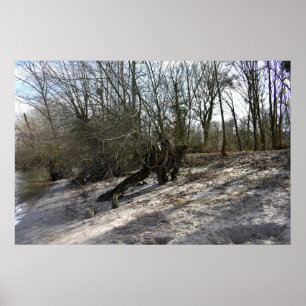 Affiche Ancien arbre sur la rive par Nierstein en Allemagn