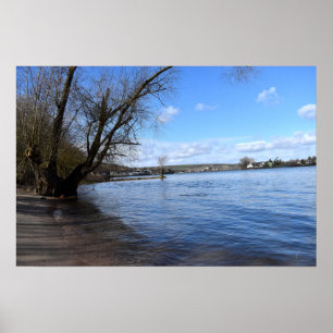 Affiche Ancien arbre sur la rive par Nierstein en Allemagn