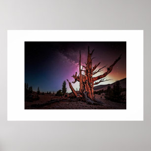 Affiche Ancien pin et Voie Lactée