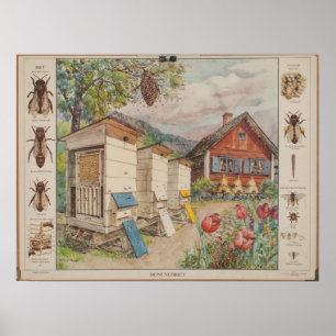 Affiche Ancienne carte murale des écoles suédoises - Abeil