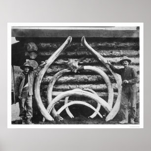 Affiche Ancient Mastodon Bones Alaska 1908