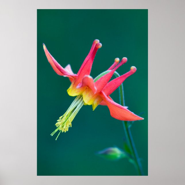 Affiche Ancolie rouge (Devant)