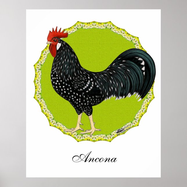 Affiche Ancona Rooster (Devant)