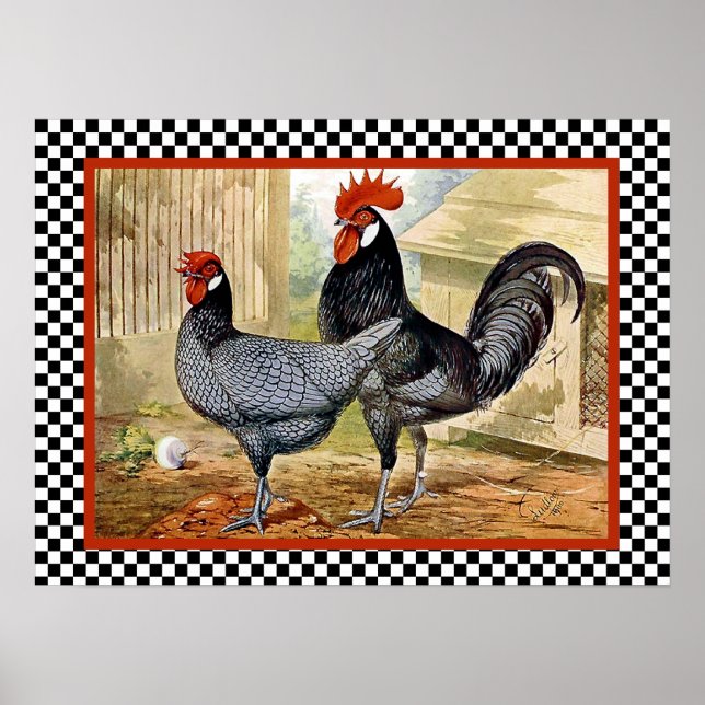 Affiche Andalusian Chickens in Farm (Devant)