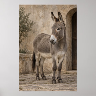 Affiche Âne gris dans une cour en pierre rustique décorati