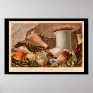 Affiche Anémone de mer vintage Ocean Life Art Imprimer