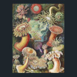 Affiche Anémones de mer, Actiniae Seeanemonen Ernst Haecke<br><div class="desc">Poster d'Actiniae Seeanemonen Ernst Haeckel</div>