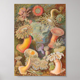 Affiche Anémones de mer d'Actiniae (Ernst Haeckel)