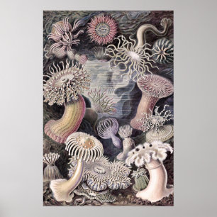 Affiche Anémones de mer sous-marines par Ernst Haeckel
