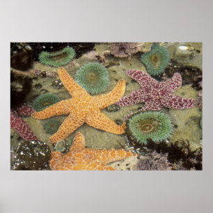 Affiche Anémones géantes vertes et étoiles de mer ocre