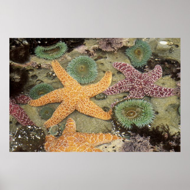 Affiche Anémones géantes vertes et étoiles de mer ocre (Devant)