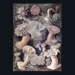Affiche Anémones sous-marines par Ernst Haeckel<br><div class="desc">Actiniae - Seeanemonen de Kunstformen der Natur (1904) par Ernst Haeckel,  zoologiste,  naturaliste,  professeur et biologiste marin allemand (1843-1919). Original de la Bibliothèque du Congrès. Les formes géométriques et naturelles,  capturées avec une précision exceptionnelle.</div>