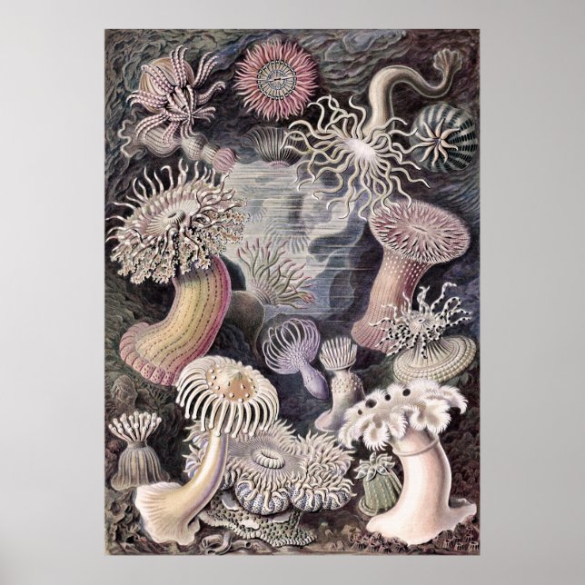 Affiche Anémones sous-marines par Ernst Haeckel (Devant)