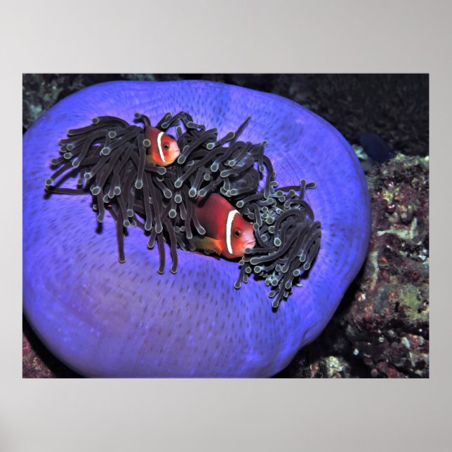 Affiche Anenomefish à Anenome (Devant)
