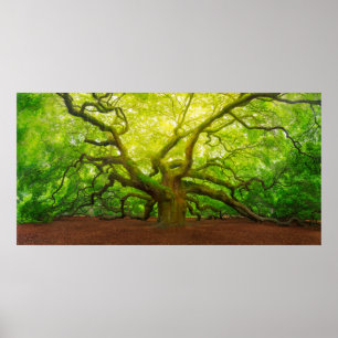 Affiche Angel Oak
