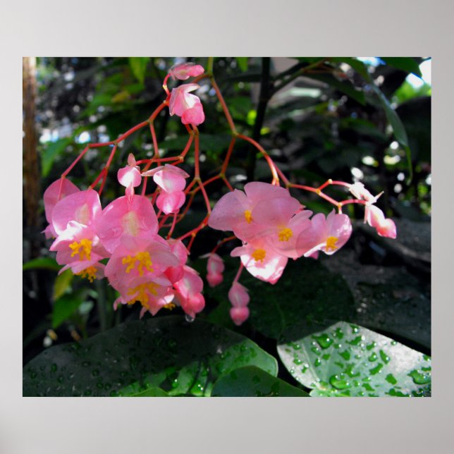 Affiche Angel Wing Begonias (Devant)