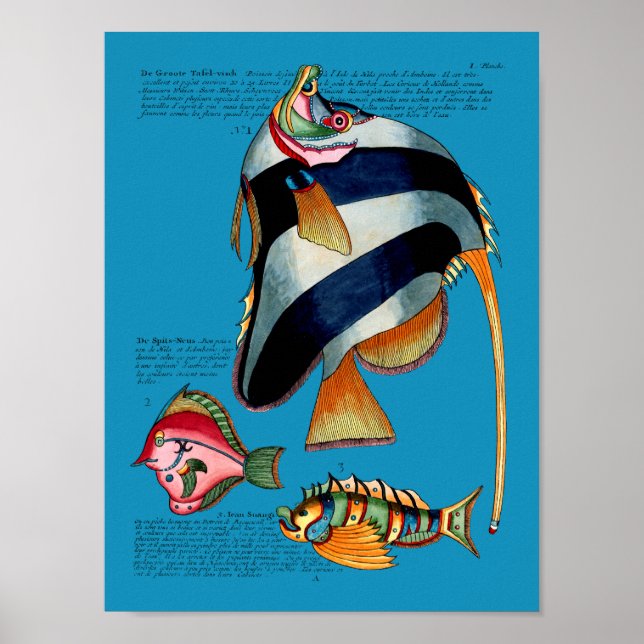 Affiche Angelfish on any background (Devant)