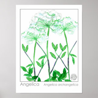 Affiche Angelica Fleurs blanches Plante de Herbes médicina