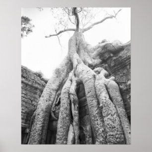 Affiche Angkor Cambodge, Arbre Ta Prohm