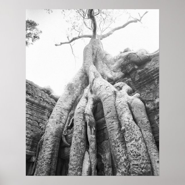 Affiche Angkor Cambodge, Arbre Ta Prohm (Devant)