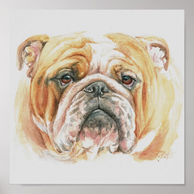 Affiche Anglais Bulldog visage aquarelle (Devant)