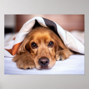 Affiche Anglais Cocker Spaniel Chien