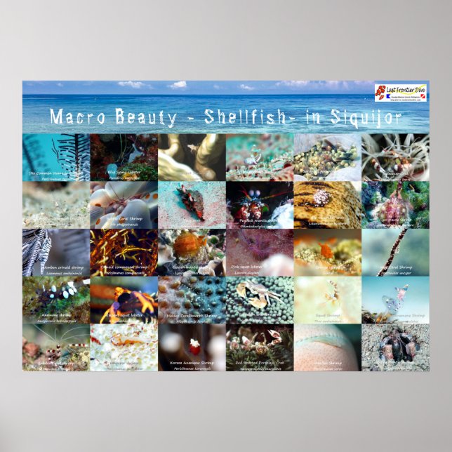 Affiche Anglais : Macro Beauté - Coquillages - en Siquijor (Devant)