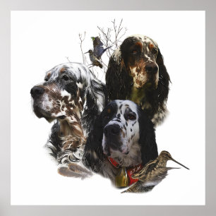 Affiche Anglais Setter, chasse aux oiseaux