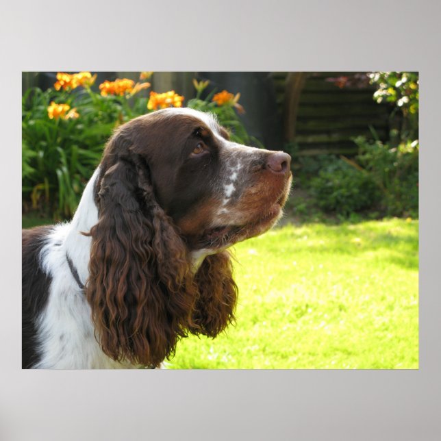 Affiche Anglais Springer Spaniel (Devant)