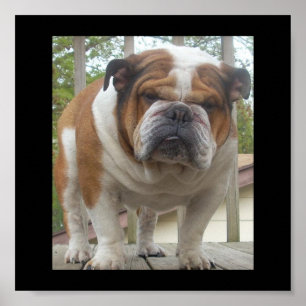 Affiche anglaise de bouledogue