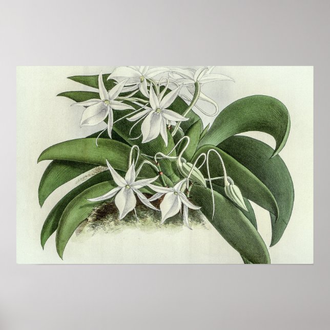 Affiche Angraecum Leonis Orchid (Devant)
