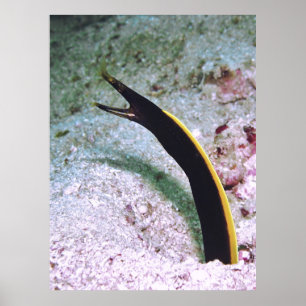 Affiche anguille à ruban juvénile