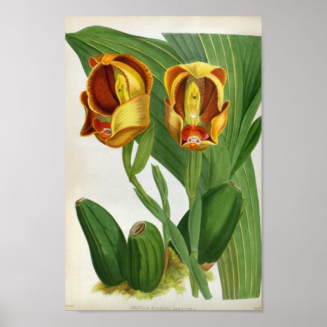 Affiche Anguloa Ruckerii Sanguine Lindenia Orchid (Devant)