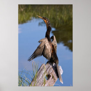 Affiche Anhinga at the Pond