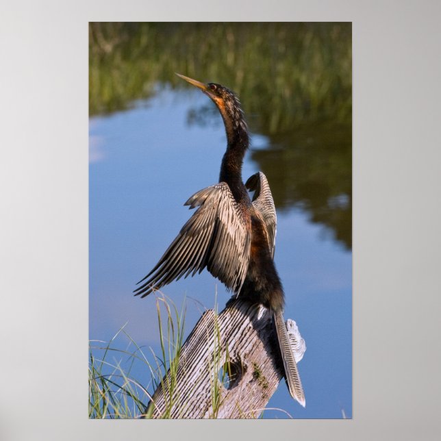 Affiche Anhinga at the Pond (Devant)
