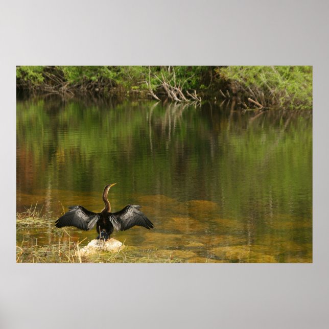 Affiche Anhinga dans les Everglades (Devant)